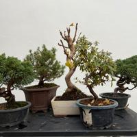 Bonsai di ginpero abete azalea ginkgo