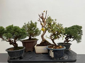 Bonsai di ginpero abete azalea ginkgo