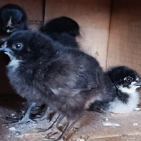 Pulcini australorp