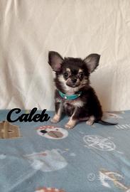 Chihuahua maschio a pelo lungo senza pedigree
