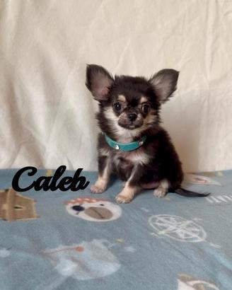 Chihuahua maschio a pelo lungo senza pedigree
