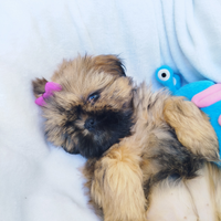 Cucciola di Shitzu Shih tzu Pedigree Enci