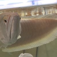Arovana albino ,pesci, acquario,