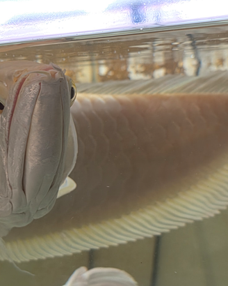 Arovana albino ,pesci, acquario,