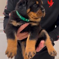 Rottweiler