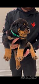 Rottweiler