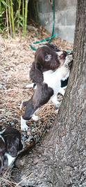 Cuccioli di springer spaniel 