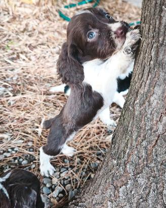 Cuccioli di springer spaniel 