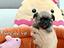 Immagine 4