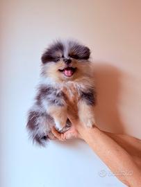 Splendidi cuccioli Pomerania ( Spitz Tedesco)