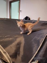 Cucciolo Maine coon