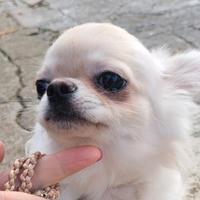 Cucciolo chihuahua con pedigree enci