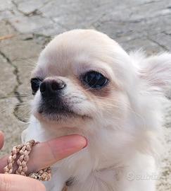 Cucciolo chihuahua con pedigree enci