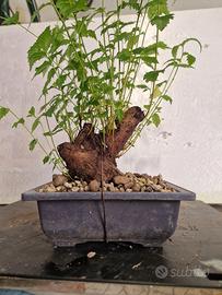 prebonsai olmo pumila 