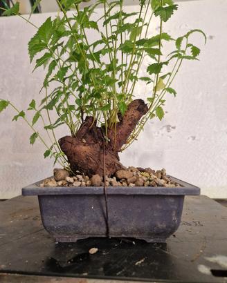 prebonsai olmo pumila 