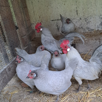 Galline ornamentali olandese nana