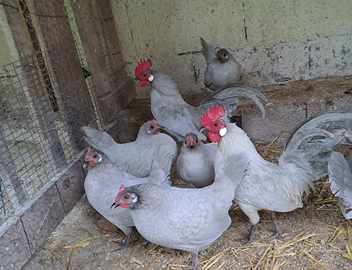 Galline ornamentali olandese nana