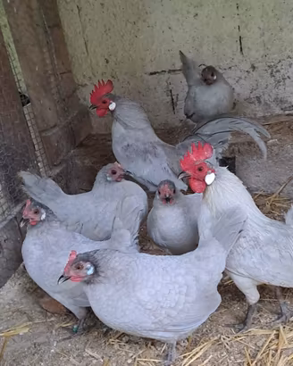 Galline ornamentali olandese nana