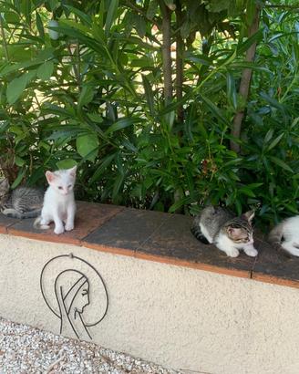 Gatti gatti da regalare