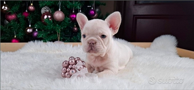 Bulldog Francese