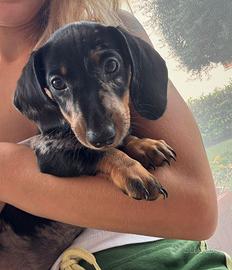 Cucciolo di bassotto