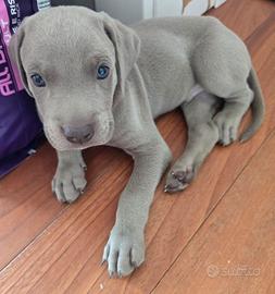Cuccioli  meticci  Weimaraner