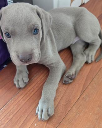 Cuccioli  meticci  Weimaraner