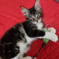 Maine coon con pedigree
