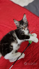 Maine coon con pedigree