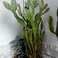 Piante grasse con spine e Cactus varie dimensioni