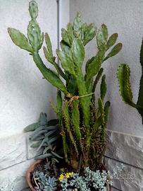 Piante grasse con spine e Cactus varie dimensioni