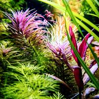 steli piante acquario 