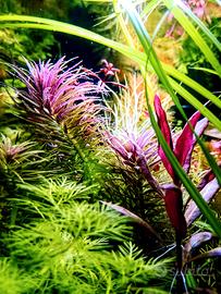 steli piante acquario 