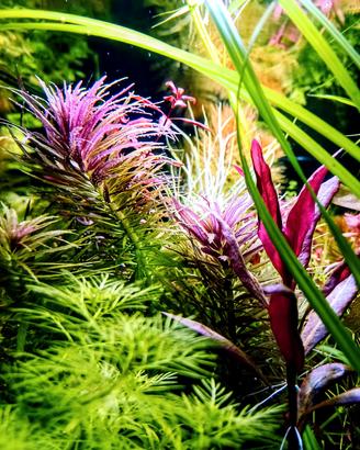 steli piante acquario 