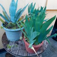 piante fiori fioriere vasi casa giardino balcone