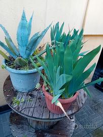 piante fiori fioriere vasi casa giardino balcone