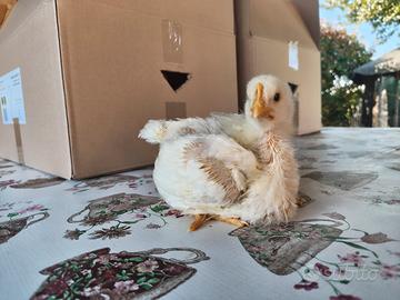 Pulcini Bianco Pesante Broiler 