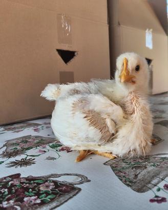 Pulcini Bianco Pesante Broiler 