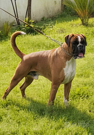 Boxer fulvo disponibile per monta
