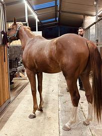 Cavallo Appendix Quarter horse