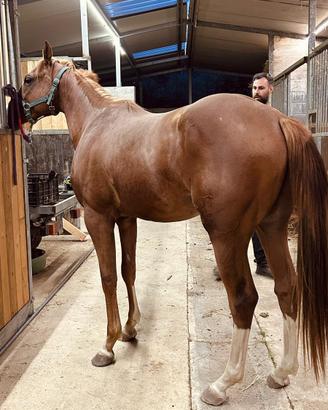 Cavallo Appendix Quarter horse