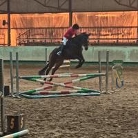 Cavalla PSI Irlandese 9 anni vendita