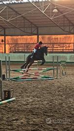 Cavalla PSI Irlandese 9 anni vendita