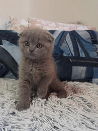 Cuccioli Scottish fold e Scottish straight