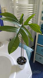 Philodendron Florida Green