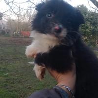 Cuccioli border collie