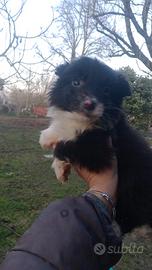 Cuccioli border collie