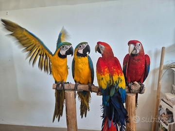 Ara allevate a mano