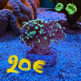 Talee coralli Acquario Marino