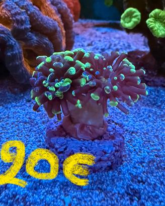 Talee coralli Acquario Marino